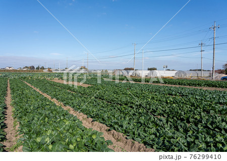 ホウレンソウとコマツナの栽培　（11月）　農業 76299410