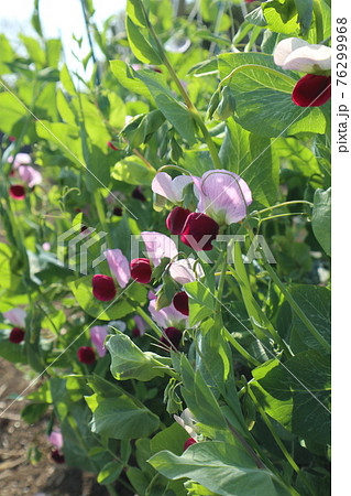 絹さやの花 都市農業公園の写真素材