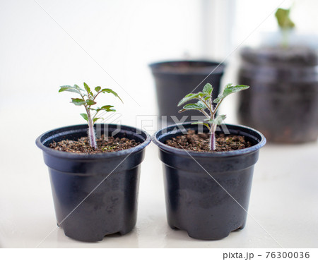 Seedlings of green tomatoes on the windowsill in the house Seedlings of green tomatoes on the windowsill in the house 76300036