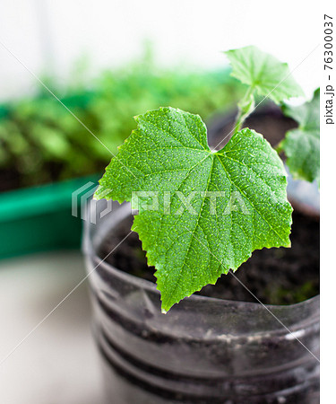 Seedlings of cucumbers in pots near the window, a green leaf close-up Seedlings of cucumbers in pots near the window, a green leaf close-up 76300037