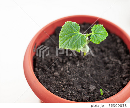 Seedlings of cucumbers in pots near the window, a green leaf close-up. 76300038