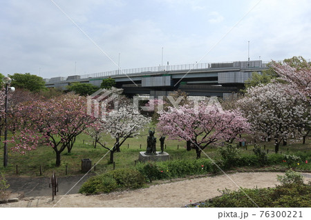 都市農業公園 桜 都市農業公園 桜 76300221