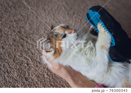 Man grooming cat with special gloves. Pet care. Man grooming cat with special gloves. Pet care. 76300345