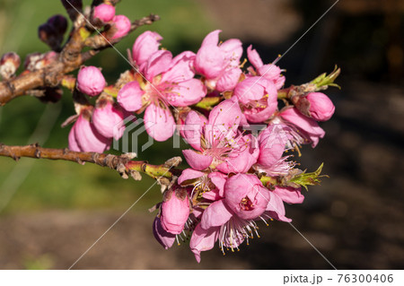 Nectarine tree, Prunus persica 76300406