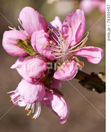 Nectarine tree, Prunus persica Nectarine tree, Prunus persica 76300407