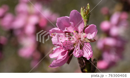Nectarine tree, Prunus persica Nectarine tree, Prunus persica 76300408