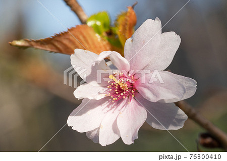 Higan cherry, Prunus subhirtella Higan cherry, Prunus subhirtella 76300410