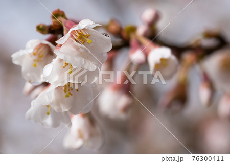 Fuji cherry, Prunus incisa Fuji cherry, Prunus incisa 76300411