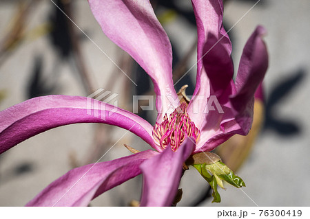 Tulip magnolia, Magnolia liliiflora 76300419