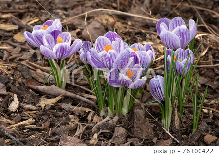 Crocus, flowers of the spring 76300422