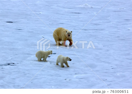 Polar bear near North pole (86-87 degrees north latitude) Polar bear near North pole (86-87 degrees north latitude) 76300651