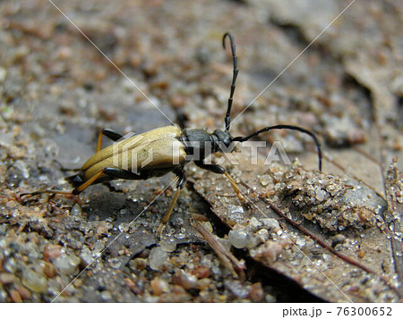 Anastrangalia 76300652