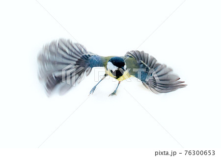 Instant photography allows you to see oxeye (Great Tit) of air balancer 76300653