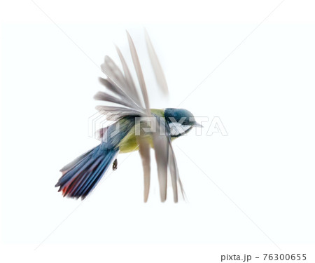 Instant photography allows you to see oxeye (Great Tit) of air balancer Instant photography allows you to see oxeye (Great Tit) of air balancer 76300655