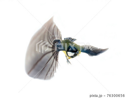 Instant photography allows you to see oxeye (Great Tit) of air balancer 76300656