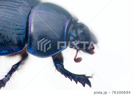 Metallic blue beetle crawling on white background 1 76300694