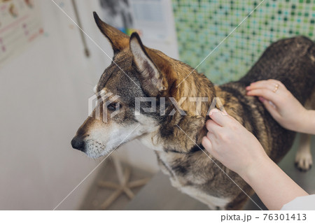 Vet examines the dog's ears in his office. 76301413