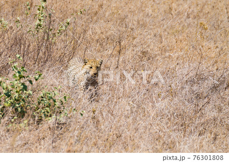 Leopard from Serengeti National Park, Tanzania, Africa Leopard from Serengeti National Park, Tanzania, Africa 76301808