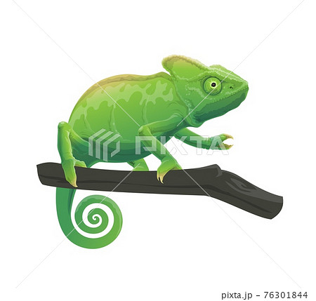 Chameleon Cartoon Animal On Tree Branchのイラスト素材