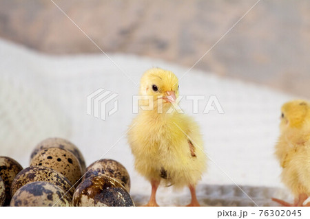 tiny quail chicks that just hatched from an egg tiny quail chicks that just hatched from an egg 76302045