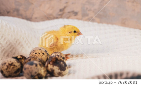 tiny quail chicks that just hatched from an egg tiny quail chicks that just hatched from an egg 76302081