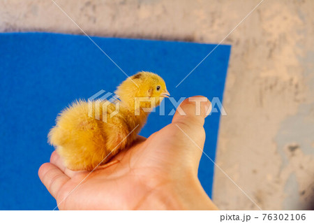 tiny quail chicks that just hatched from an egg 76302106