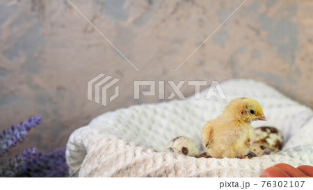 tiny quail chicks that just hatched from an egg 76302107