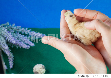 tiny quail chicks that just hatched from an egg tiny quail chicks that just hatched from an egg 76302110