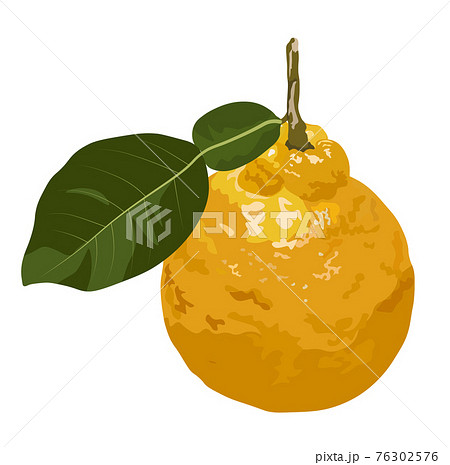 Yuzu Vector stock illustration. Citrone. Yellow - Stock
