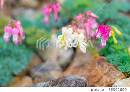 初夏のコマクサ 白馬五竜高山植物園 【長野県】 初夏のコマクサ 白馬五竜高山植物園 【長野県】 76302890