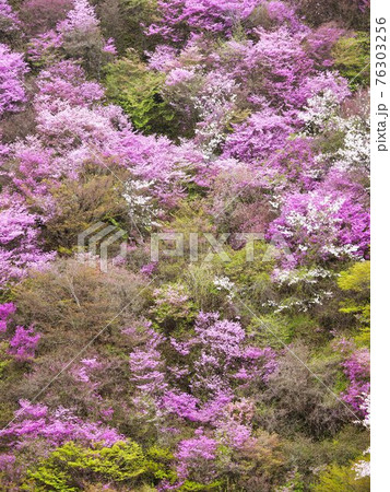 京都高雄のヤマザクラ 76303256