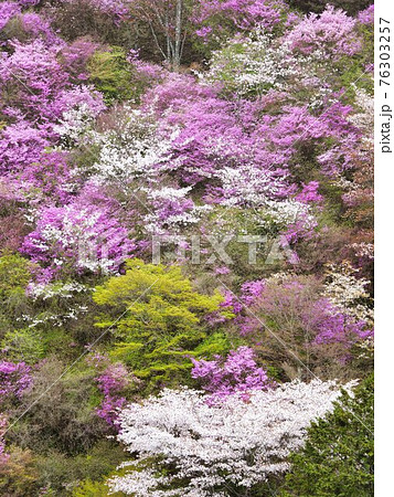 京都高雄のヤマザクラ 76303257