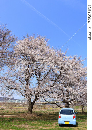 信州北の路の春の季節桜の花コロナ下の花見 76303631