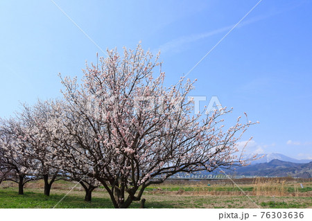 信州北の路の春の季節桜の花 信州北の路の春の季節桜の花 76303636