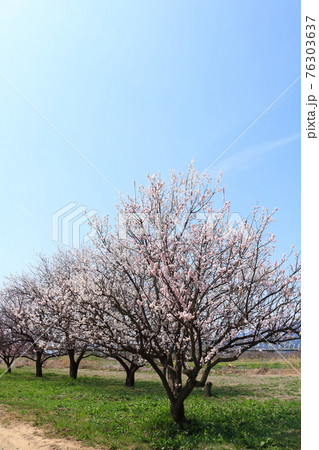 信州北の路の春の季節桜の花 信州北の路の春の季節桜の花 76303637