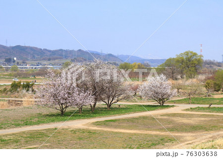 信州北の路の春の季節桜の花 信州北の路の春の季節桜の花 76303638