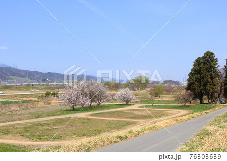 信州北の路の春の季節桜の花 信州北の路の春の季節桜の花 76303639
