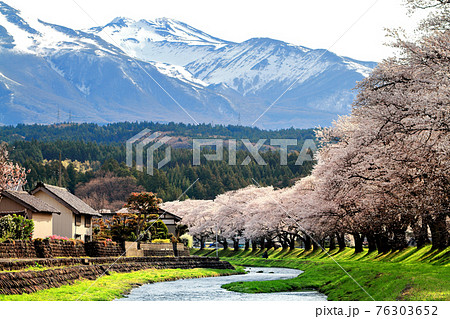 中山河川公園の桜 中山河川公園の桜 76303652