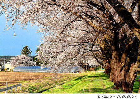 中山河川公園の桜 76303657