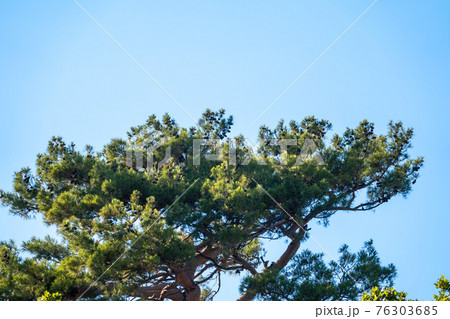 Green pine tree with long needles on a background of blue sky. Freshness, nature, concept. Latin: Pinus brutia Green pine tree with long needles on a background of blue sky. Freshness, nature, concept. Latin: Pinus brutia 76303685