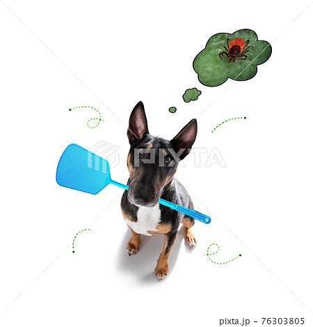 dog with ticks and fleas dog with ticks and fleas 76303805