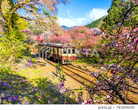 春満開のわたらせ渓谷鉄道3 春満開のわたらせ渓谷鉄道3 76304040