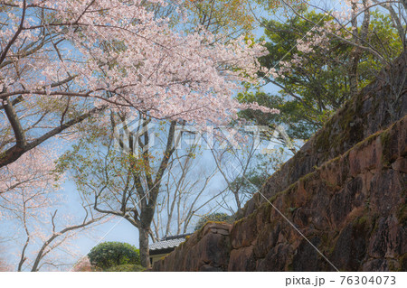 大竹市にある亀居城跡の桜 大竹市にある亀居城跡の桜 76304073