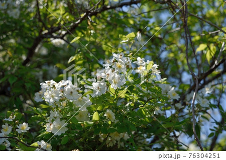 ノイバラの花 ノイバラの花 76304251