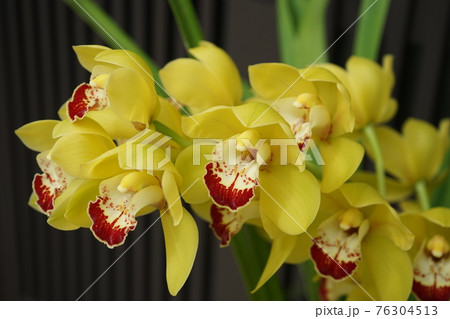 洋ラン シンビジウム 洋ラン シンビジウム 76304513