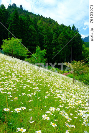 奈良県川上村のフランス菊の写真素材