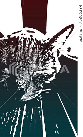 猫 ネコ ねこ キジトラ 白 グレー 子猫 雌 メス 雌ねこ 雌ネコ 雌猫 元気 かわいい 癒し 76305234