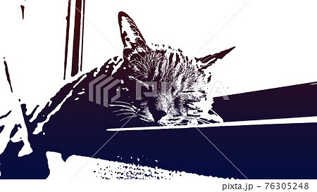 猫 ネコ ねこ キジトラ 白 グレー 子猫 雌 メス 雌ねこ 雌ネコ 雌猫 元気 かわいい 癒し 76305248