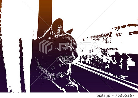 猫 ネコ ねこ キジトラ 白 グレー 子猫 雌 メス 雌ねこ 雌ネコ 雌猫 元気 かわいい 癒し 76305267