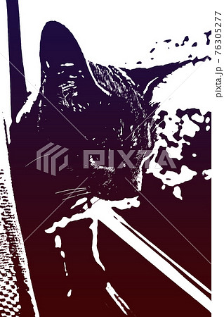 猫 ネコ ねこ キジトラ 白 グレー 子猫 雌 メス 雌ねこ 雌ネコ 雌猫 元気 かわいい 癒し 76305277